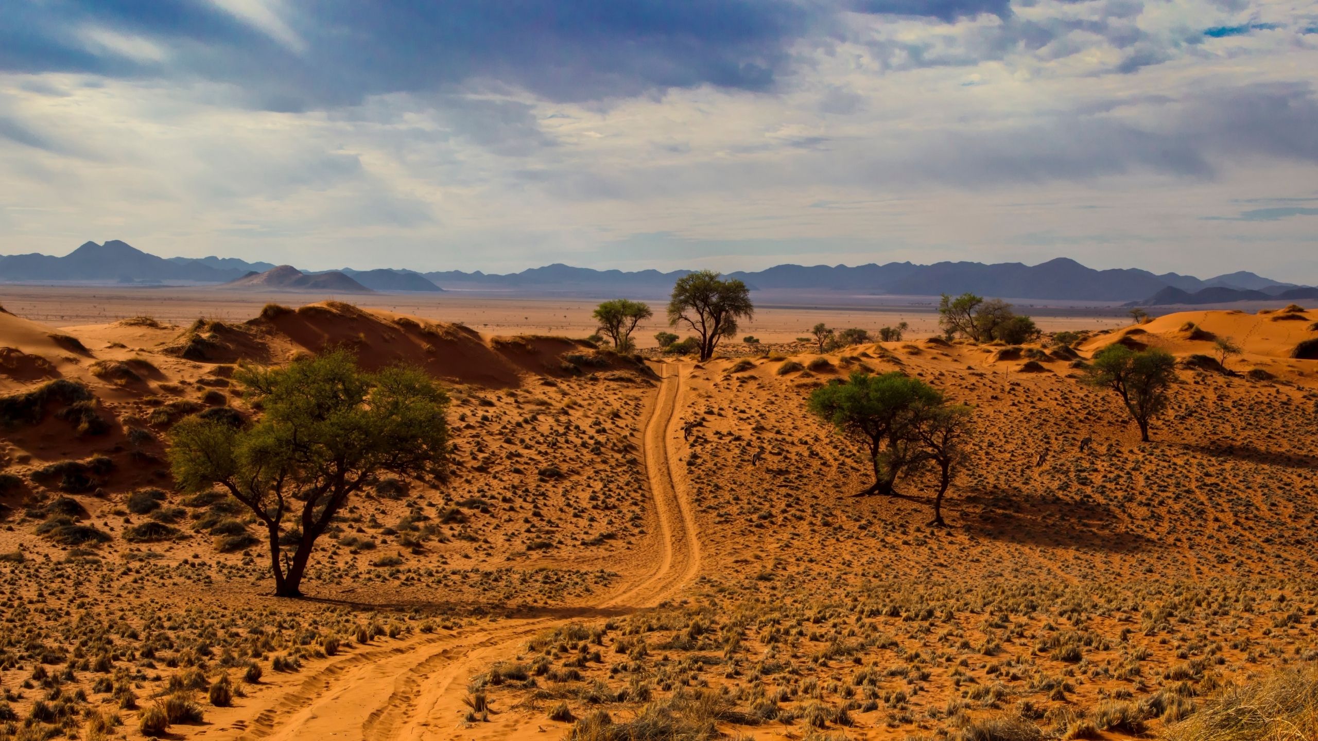 Bushveld Background Namibia 1