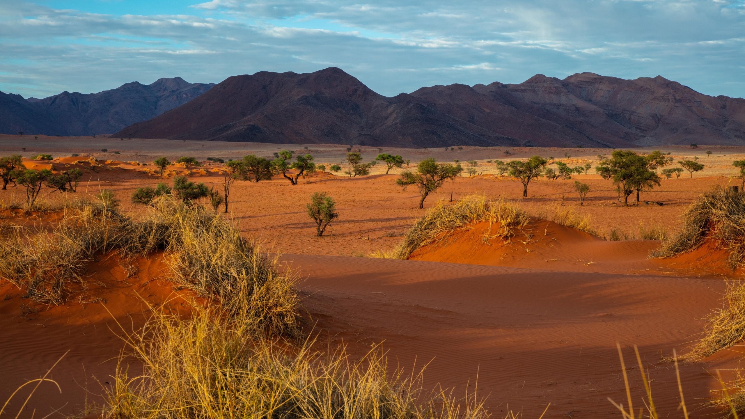 Bushveld Background Namibia 2